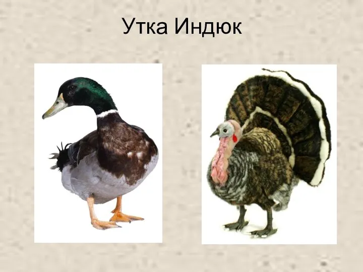 Утка Индюк