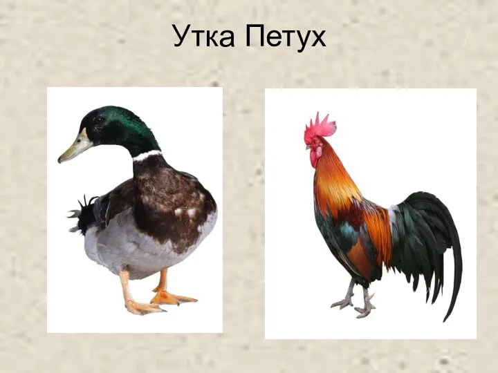 Утка Петух