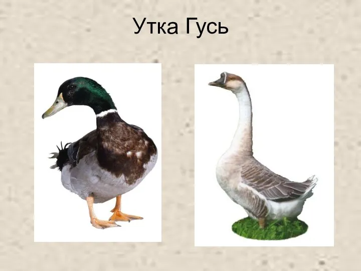 Утка Гусь