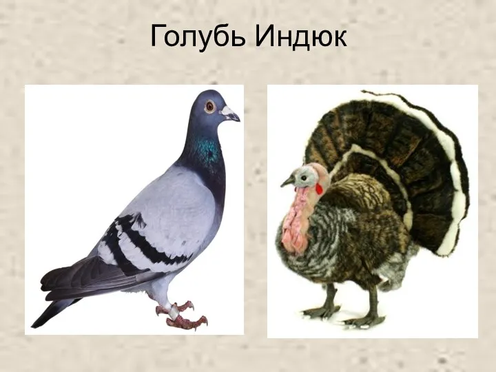 Голубь Индюк