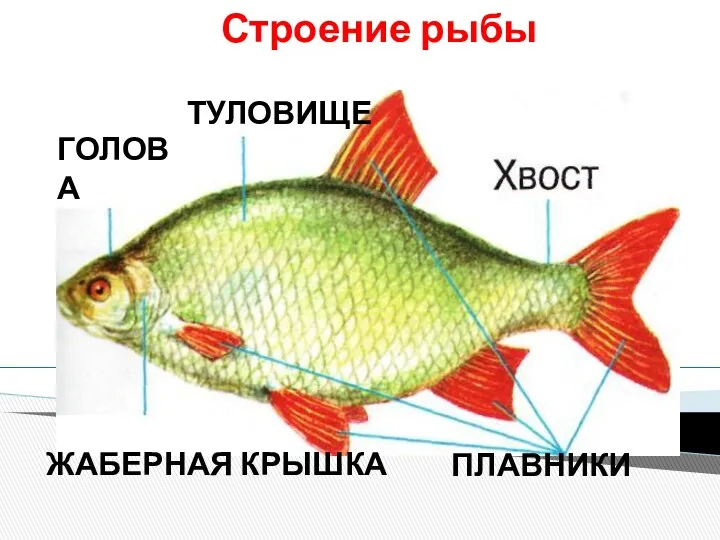 ПЛАВНИКИ ТУЛОВИЩЕ ГОЛОВА ЖАБЕРНАЯ КРЫШКА ПЛАВНИКИ Строение рыбы