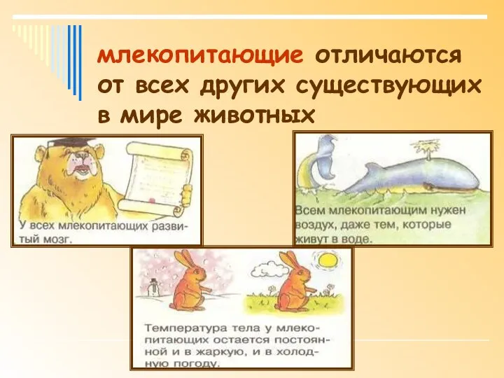 млекопитающие отличаются от всех других существующих в мире животных