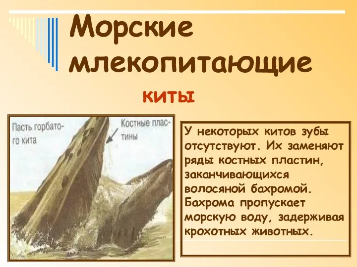 Морские млекопитающие У некоторых китов зубы отсутствуют. Их заменяют ряды