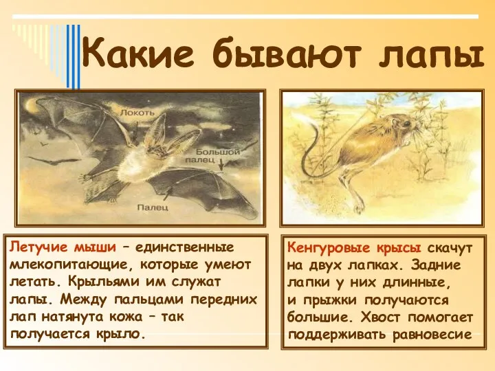 Какие бывают лапы Летучие мыши – единственные млекопитающие, которые умеют летать. Крыльями им