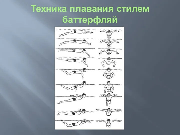 Техника плавания стилем баттерфляй