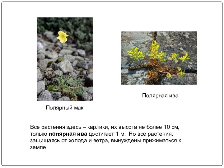 Полярный мак Полярная ива Все растения здесь – карлики, их