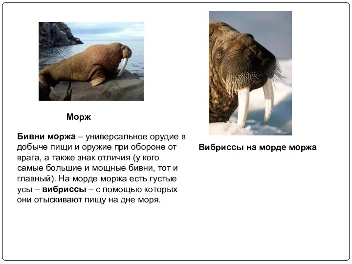 Морж Вибриссы на морде моржа Бивни моржа – универсальное орудие