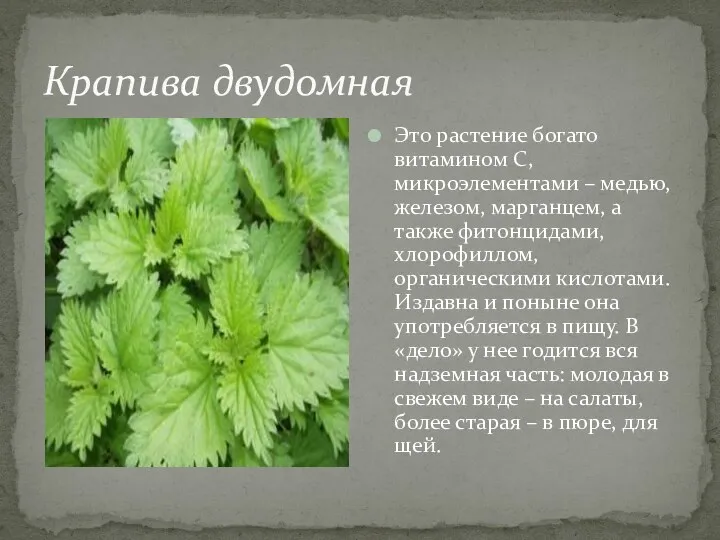 Крапива двудомная Это растение богато витамином С, микроэлементами – медью,