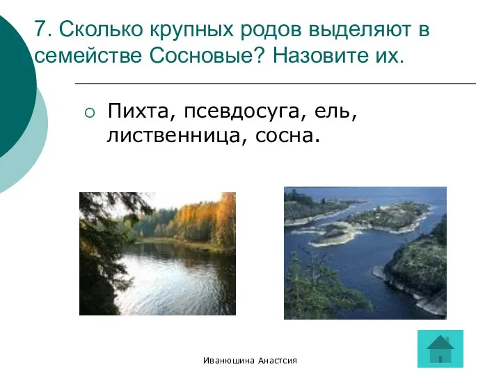 Иванюшина Анастсия 7. Сколько крупных родов выделяют в семействе Сосновые?