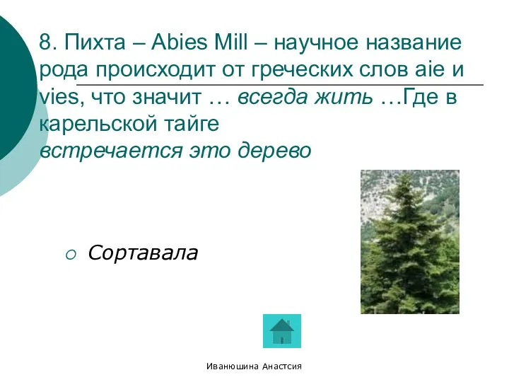 Иванюшина Анастсия 8. Пихта – Abies Mill – научное название