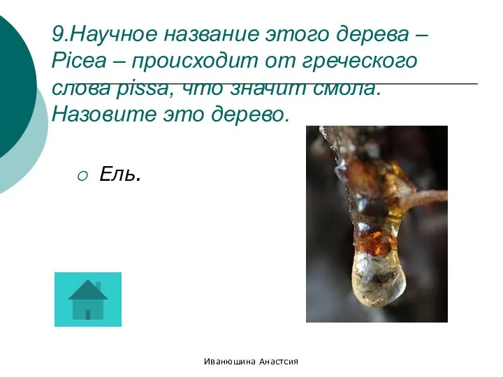 Иванюшина Анастсия 9.Научное название этого дерева – Picea – происходит