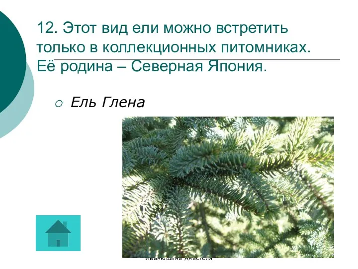 Иванюшина Анастсия 12. Этот вид ели можно встретить только в