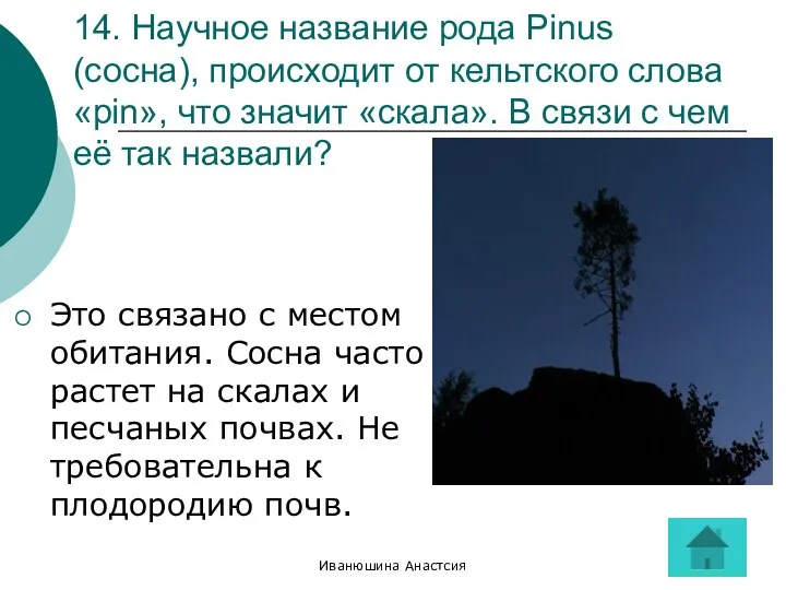 Иванюшина Анастсия 14. Научное название рода Pinus (сосна), происходит от