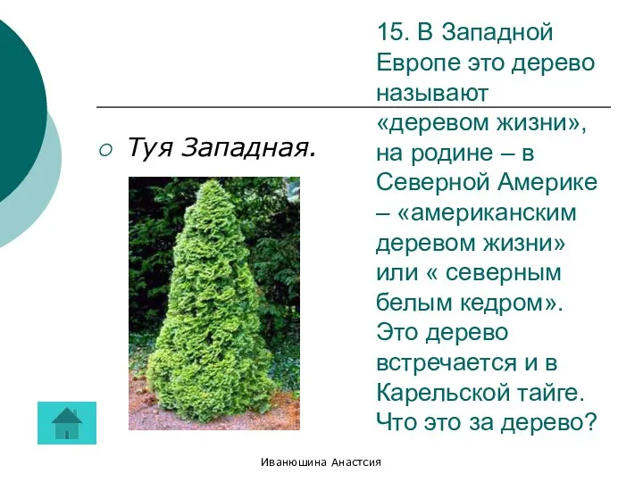 Иванюшина Анастсия 15. В Западной Европе это дерево называют «деревом