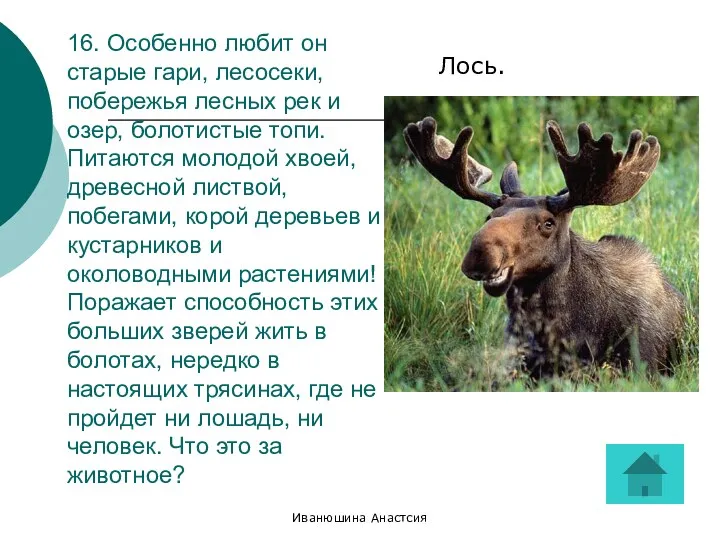 Иванюшина Анастсия 16. Особенно любит он старые гари, лесосеки, побережья