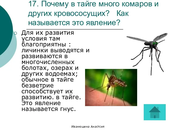 Иванюшина Анастсия 17. Почему в тайге много комаров и других