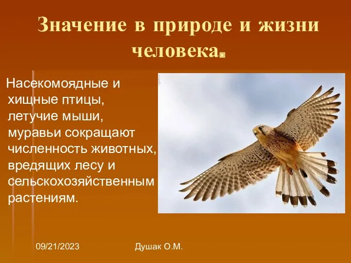 09/21/2023 Душак О.М. Значение в природе и жизни человека. Насекомоядные