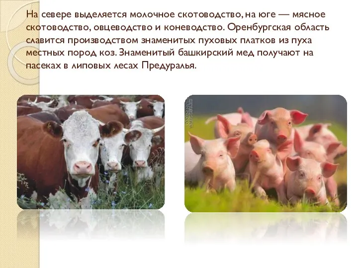 На севере выделяется молочное скотоводство, на юге — мясное скотоводство, овцеводство и коневодство.
