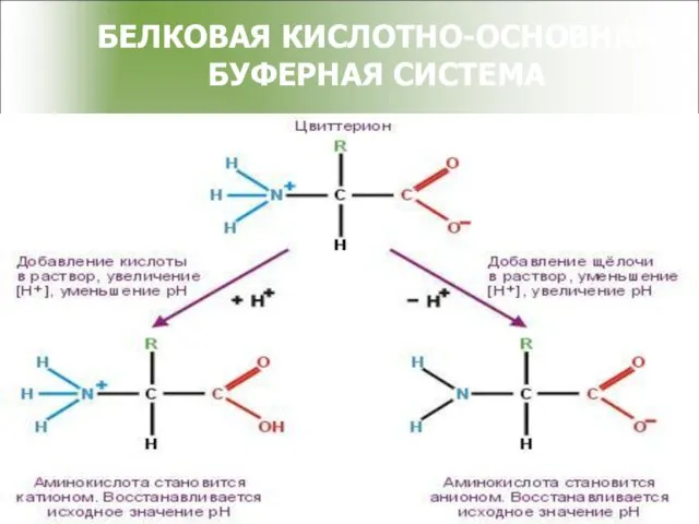 БЕЛКОВАЯ КИСЛОТНО-ОСНОВНАЯ БУФЕРНАЯ СИСТЕМА