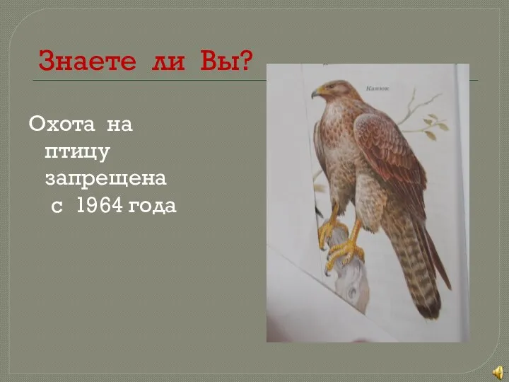 Знаете ли Вы? Охота на птицу запрещена с 1964 года