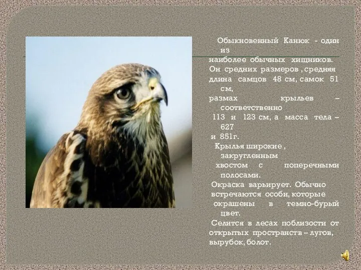 Обыкновенный Канюк - один из наиболее обычных хищников. Он средних размеров , средняя