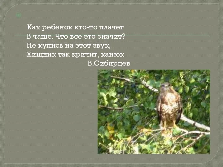 Как ребенок кто-то плачет В чаще. Что все это значит? Не купись на