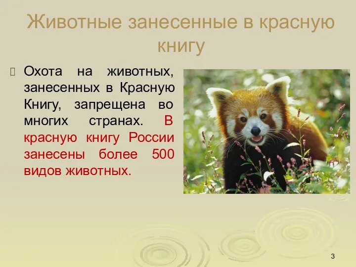 Животные занесенные в красную книгу Охота на животных, занесенных в