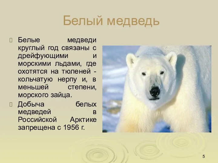 Белый медведь Белые медведи круглый год связаны с дрейфующими и