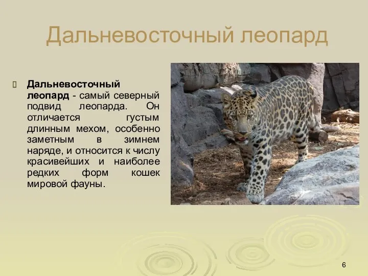 Дальневосточный леопард Дальневосточный леопард - самый северный подвид леопарда. Он