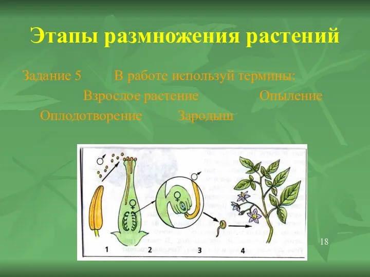 Этапы размножения растений Задание 5 В работе используй термины: Взрослое растение Опыление Оплодотворение Зародыш 18