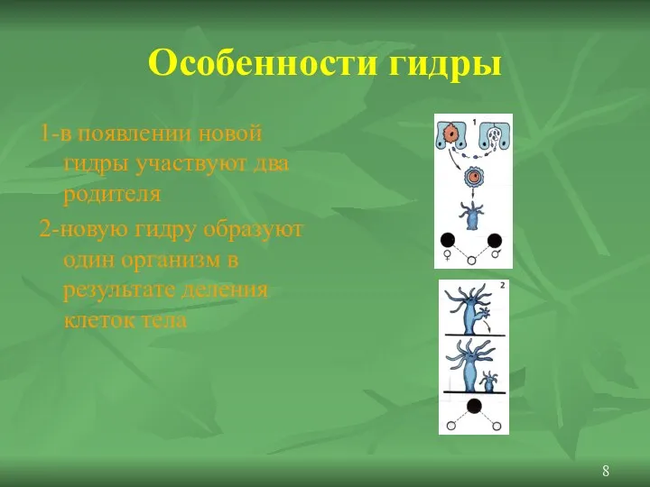 Особенности гидры 1-в появлении новой гидры участвуют два родителя 2-новую гидру образуют один