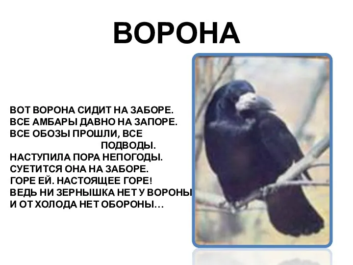 ВОРОНА ВОТ ВОРОНА СИДИТ НА ЗАБОРЕ. ВСЕ АМБАРЫ ДАВНО НА