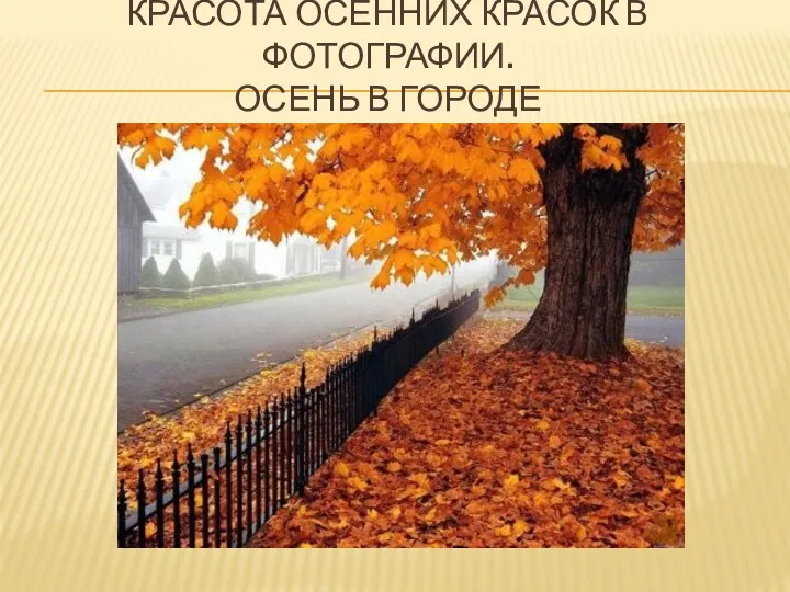 Красота осенних красок в фотографии. Осень в городе