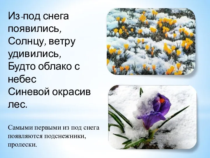 Из-под снега появились, Солнцу, ветру удивились, Будто облако с небес Синевой окрасив лес.