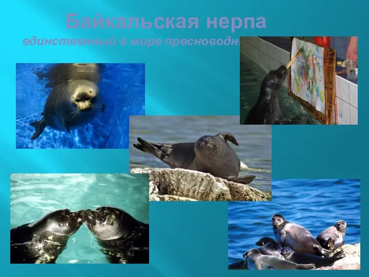 Байкальская нерпа единственный в мире пресноводный тюлень