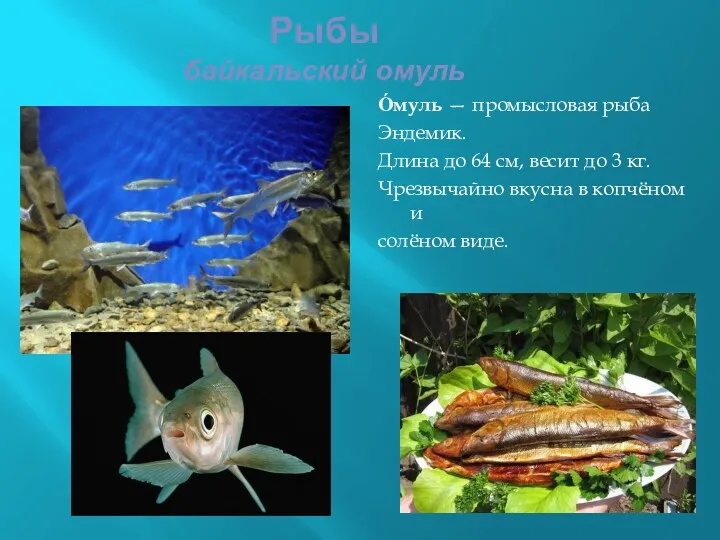 Рыбы байкальский омуль О́муль — промысловая рыба Эндемик. Длина до 64 см, весит