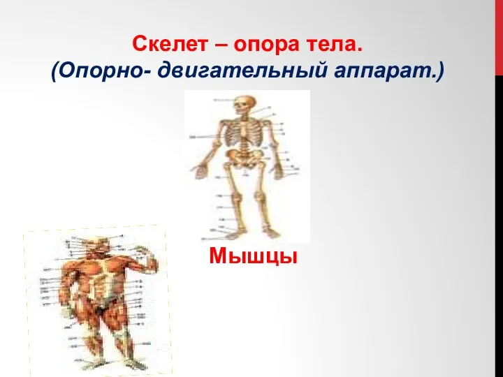 Скелет – опора тела. (Опорно- двигательный аппарат.) Мышцы