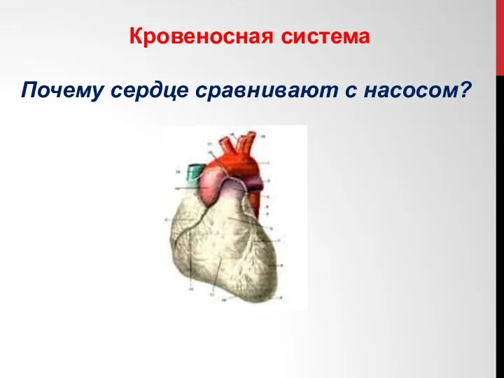 Кровеносная система Почему сердце сравнивают с насосом?