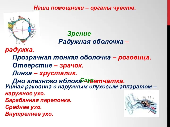 Наши помощники – органы чувств. Зрение Радужная оболочка – радужка. Прозрачная тонкая оболочка