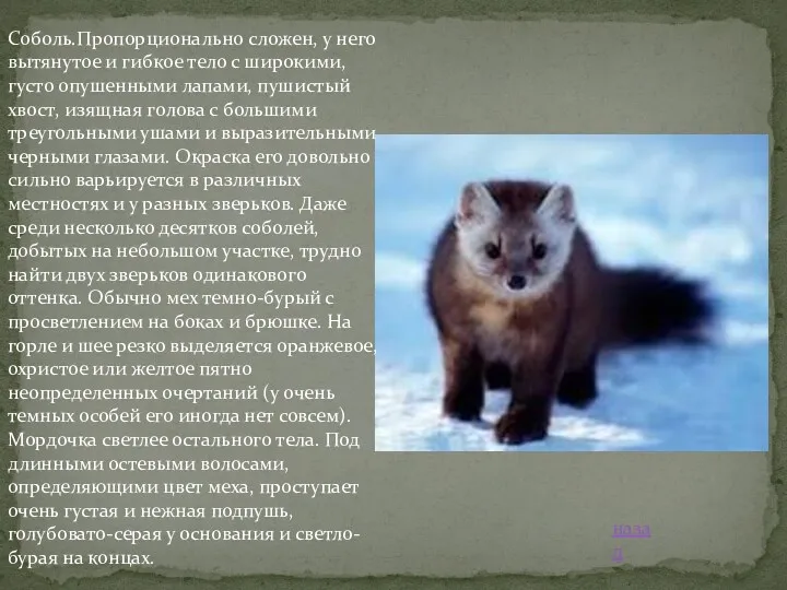 Соболь.Пропорционально сложен, у него вытянутое и гибкое тело с широкими,