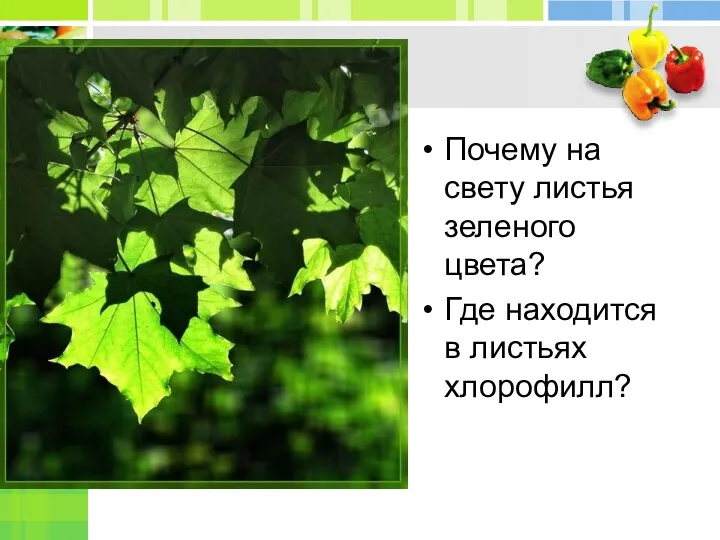 Почему на свету листья зеленого цвета? Где находится в листьях хлорофилл?