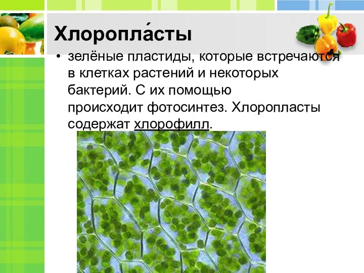 Хлоропла́сты зелёные пластиды, которые встречаются в клетках растений и некоторых бактерий. С их