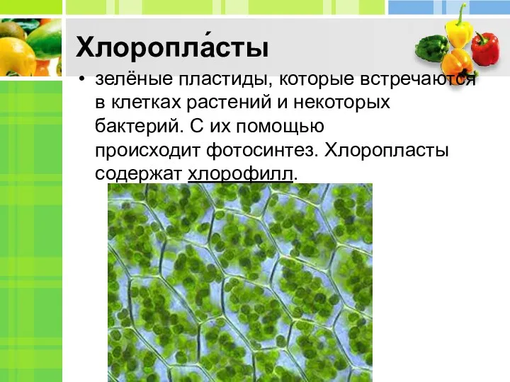 Хлоропла́сты зелёные пластиды, которые встречаются в клетках растений и некоторых