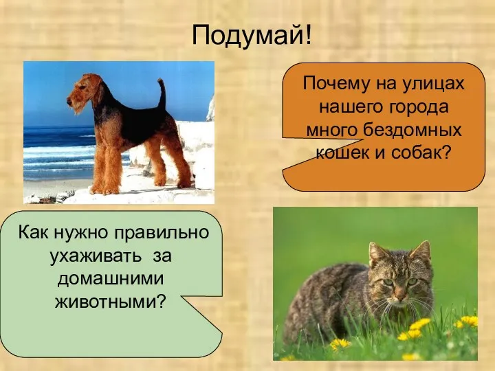 Подумай! Почему на улицах нашего города много бездомных кошек и собак? Как нужно