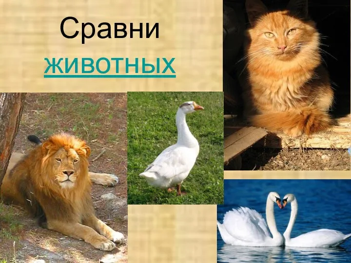 Сравни животных