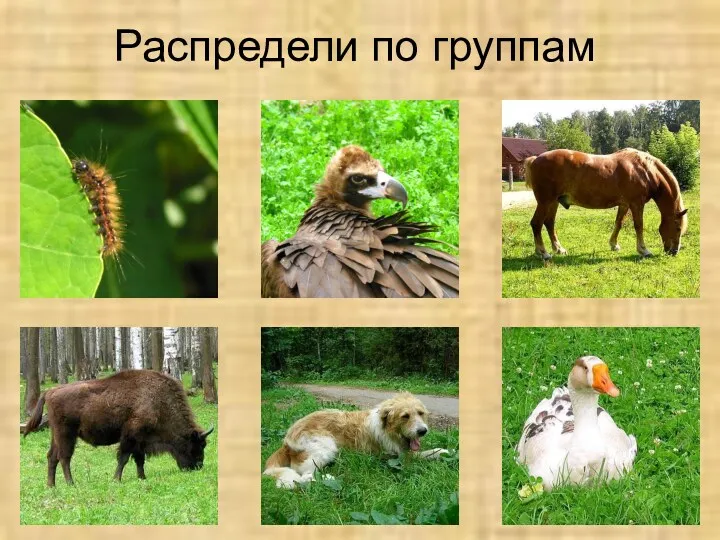 Распредели по группам