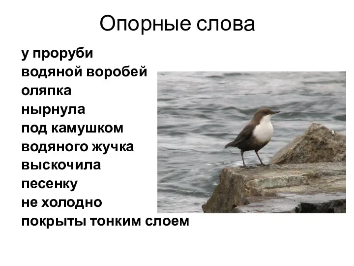 Опорные слова у проруби водяной воробей оляпка нырнула под камушком