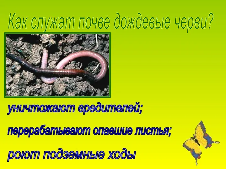 Как служат почве дождевые черви? уничтожают вредителей; перерабатывают опавшие листья; роют подземные ходы