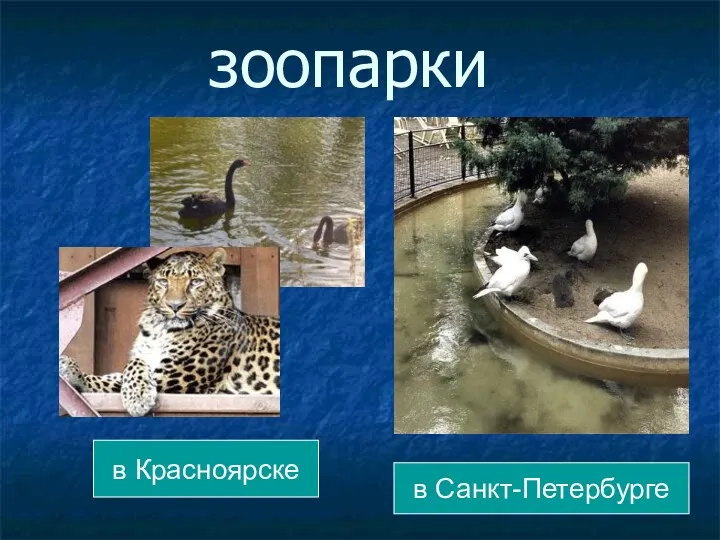 зоопарки в Санкт-Петербурге в Красноярске