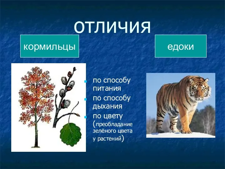 отличия по способу питания по способу дыхания по цвету (преобладание зелёного цвета у растений) кормильцы едоки